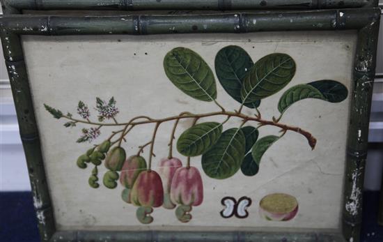 Captain E.A. McCurdy (19th C.) Botanical studies of Indian fruits 11.5 x 15in., housed in hand painted simulated bamboo frames